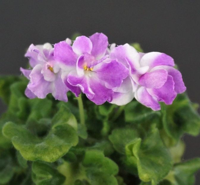 Poza net - AV Yaponskaya Vishnia