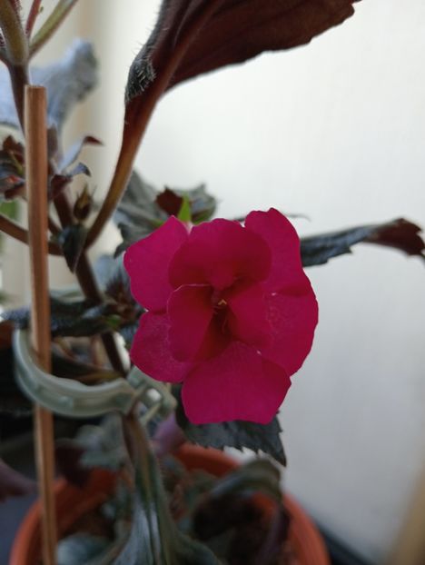  - RFs Berry Sweet