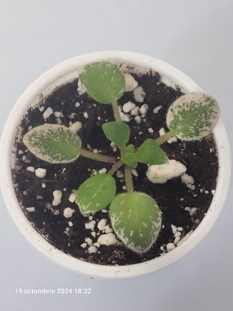 Pink Dove 12 mini - 0 0 0 0