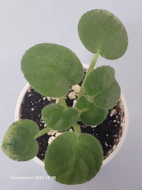 LE Anechka 12 - 0 0 0 0