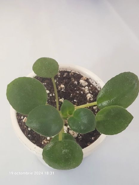 Chirita Tamiana 14  rez - 0 0 0 0