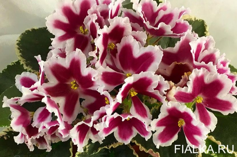 LE Margarita - 0 0 0 0 0 0 0 disponibil septembrie