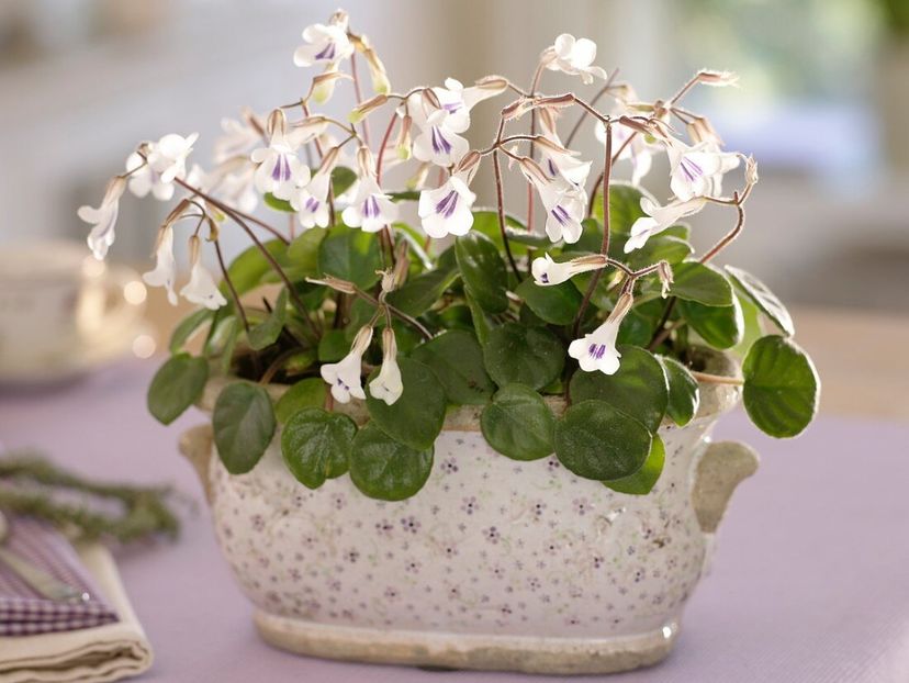 ChiritaTamiana - 0 0 0 0