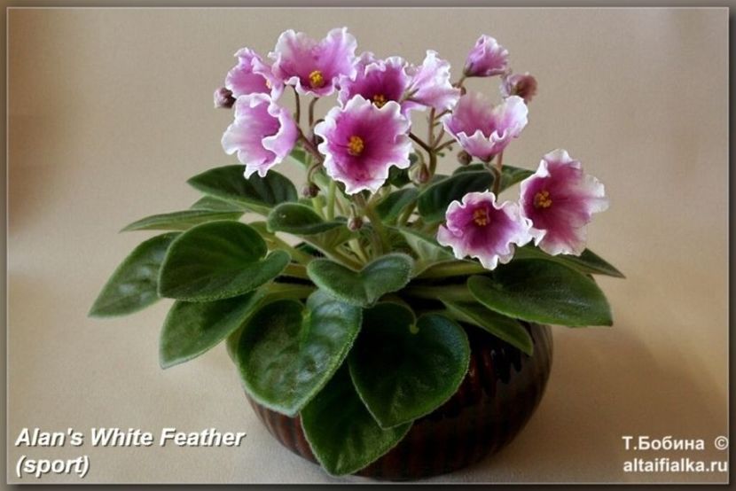 Alans White Feather Spor - 0 0 0 0 0 0 0 disponibil septembrie