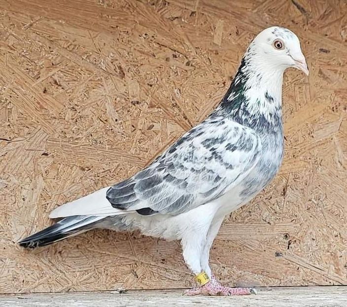  - Nu îmi aparțin 8