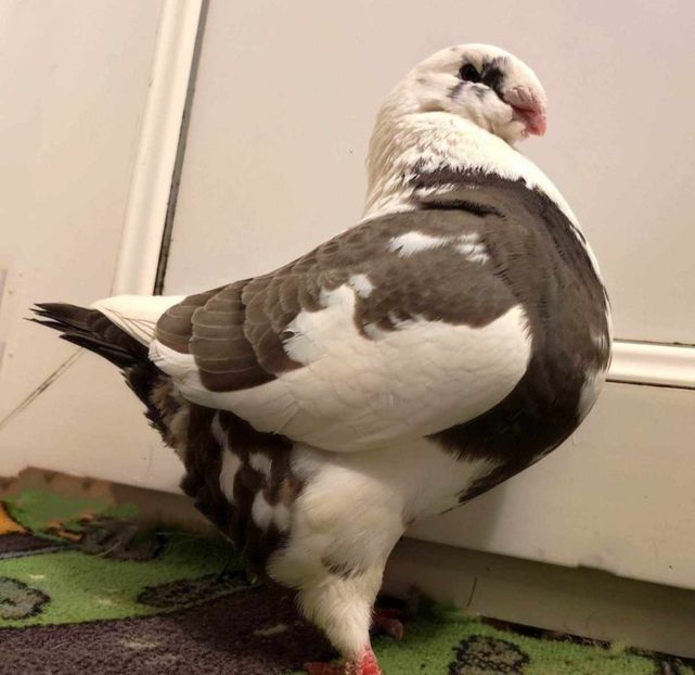 Fem 2021 - Porumbei vanduti