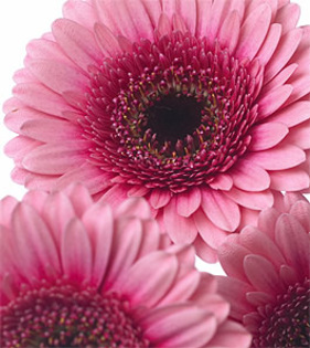 gerbera_Isabelle - gerbere