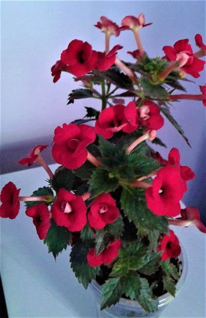  - 000015ACHIMENES