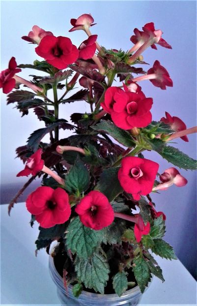  - 000015ACHIMENES