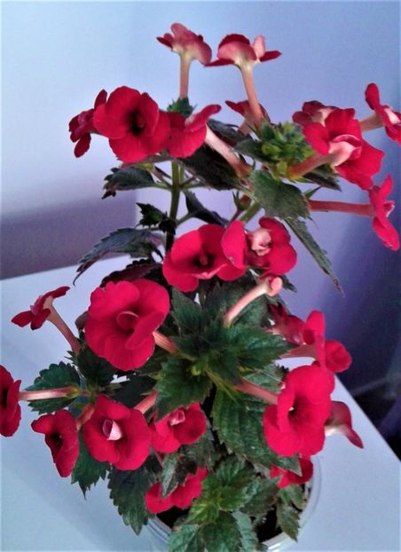  - 000015ACHIMENES