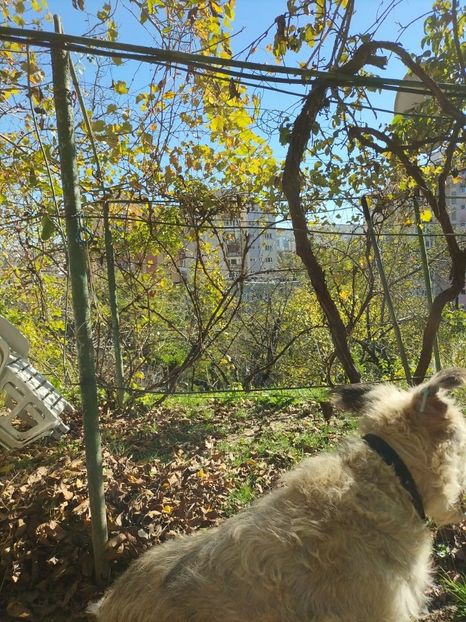 Imagine WhatsApp 2024-10-19 la 14.26.23_3d68ad53 - 2024 GRĂDINĂ oct 19 cușca CODRUȚA