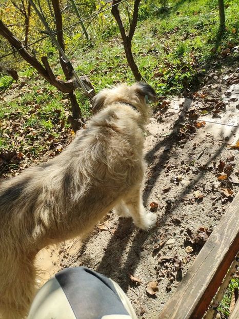 Imagine WhatsApp 2024-10-19 la 14.26.35_0c9b4ce6 - 2024 GRĂDINĂ oct 19 cușca CODRUȚA