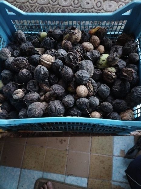 NUCI 2024 - 2024 GRĂDINĂ oct 19 cușca CODRUȚA