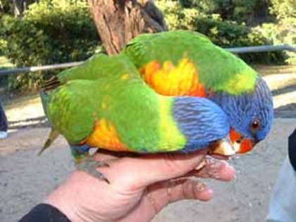 Feeding-Rainbow-Parrots - papagali lori curcubeu