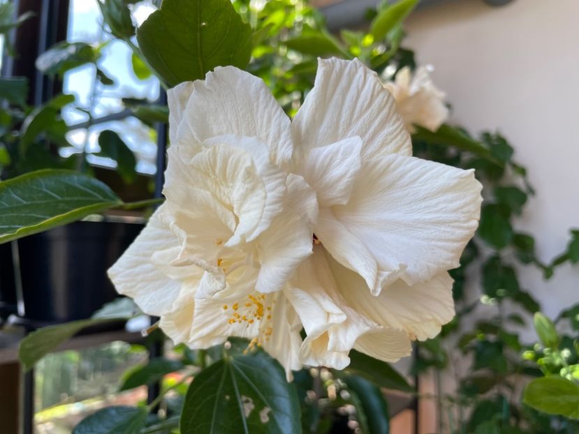  - Clasici - Apricot Dublu și Alb Dublu