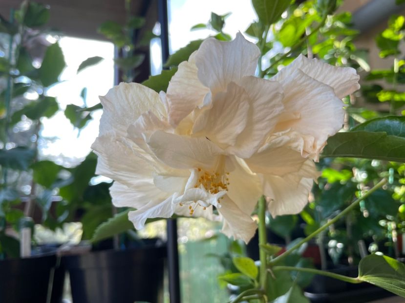  - Clasici - Apricot Dublu și Alb Dublu