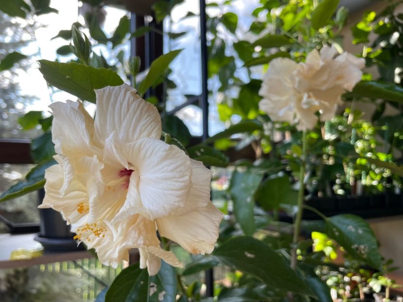  - Clasici - Apricot Dublu și Alb Dublu