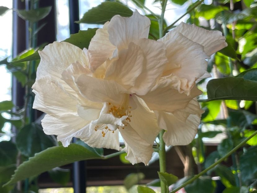  - Clasici - Apricot Dublu și Alb Dublu