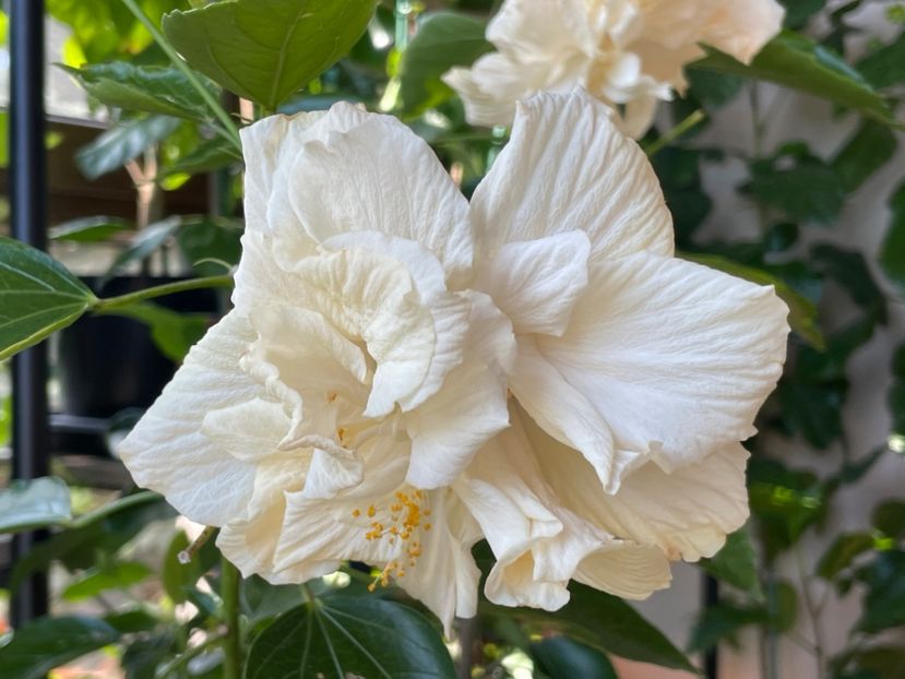  - Clasici - Apricot Dublu și Alb Dublu