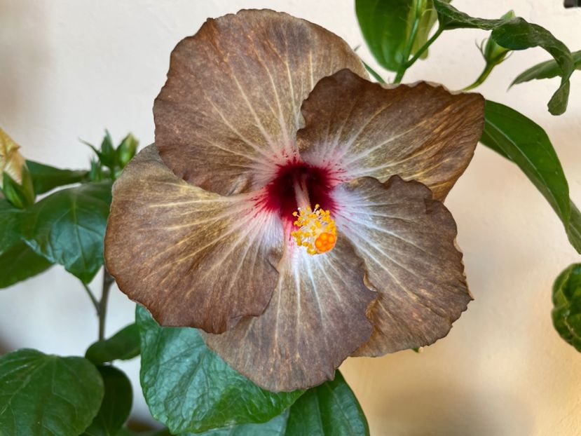  - 001 - Hibiscusi 2024 - 2