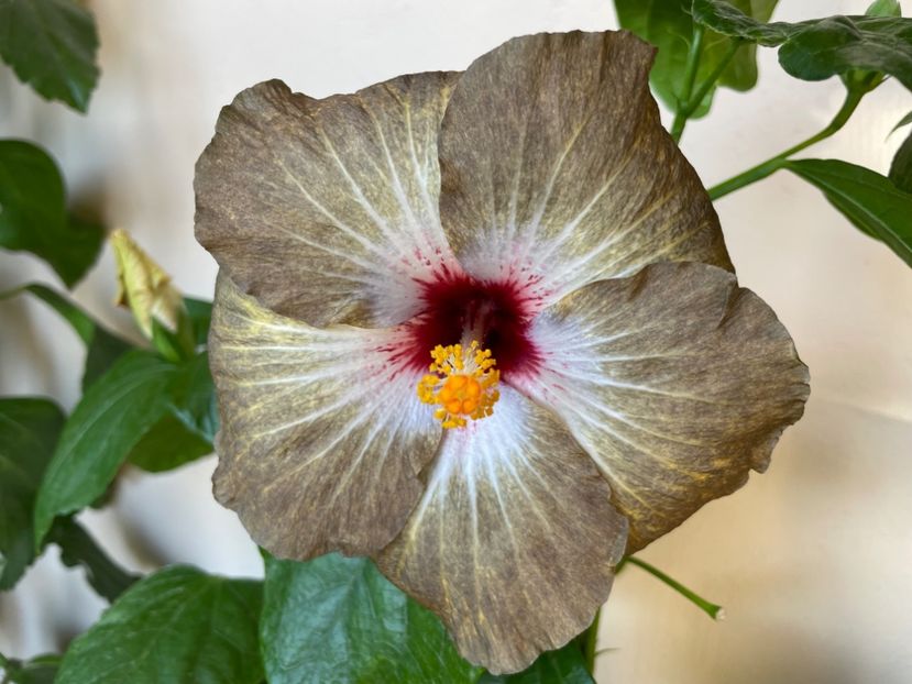  - 001 - Hibiscusi 2024 - 2