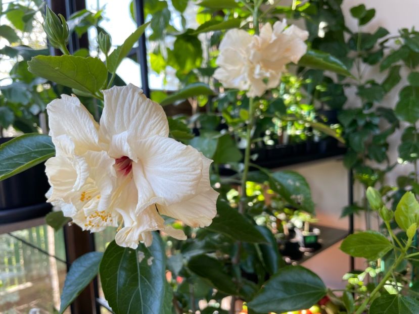  - 001 - Hibiscusi 2024 - 2