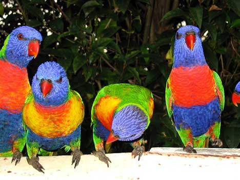 parrot_rainbow_lorikeet_2sf - papagali lori curcubeu
