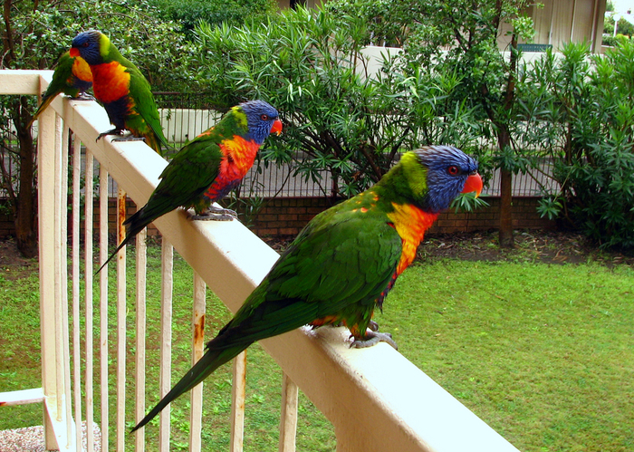 Parrots_Rainbow_Lorikeet - papagali lori curcubeu