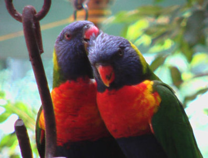 rainbow%20lorrikeets%201 - papagali lori curcubeu