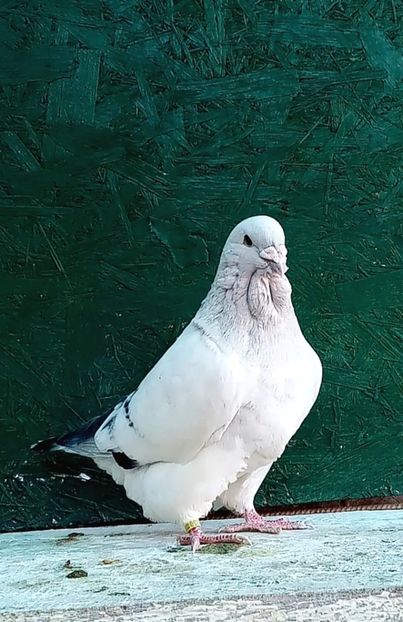 M 23 - Masculi azur 2024