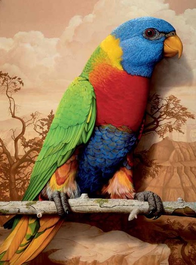 tom_palmore_rainbow_parrot_in_the_golden_west - papagali lori curcubeu