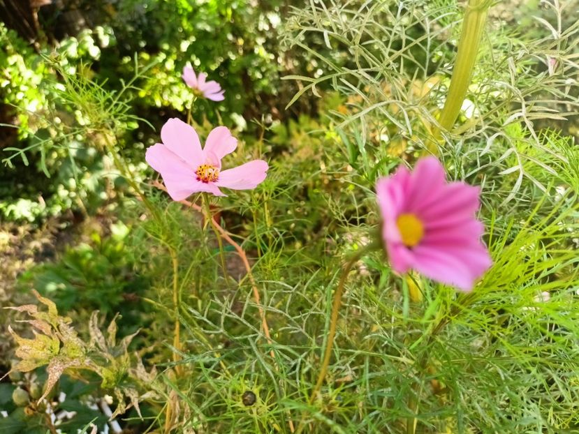 17.10.2024 - Grădina 2024 continuare 4