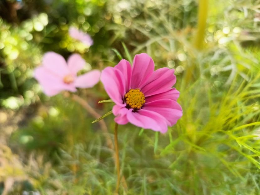  - Grădina 2024 continuare 4