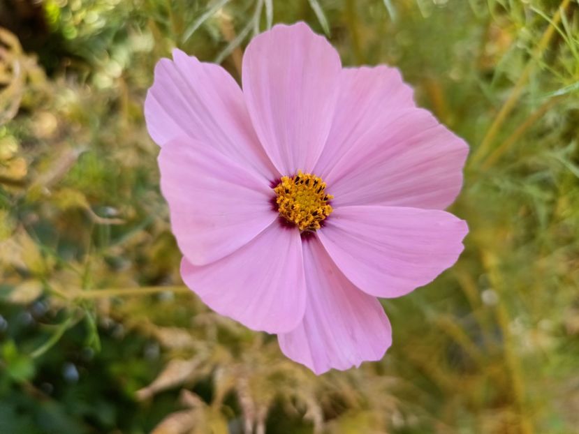  - Grădina 2024 continuare 4