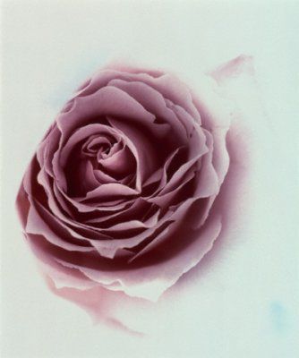 trandafiri_12 - trandafiri