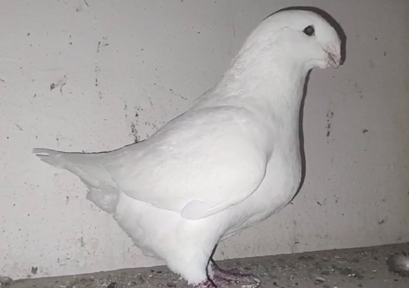 F7339D0B-0F28-4F0F-A7E5-3FDCAD95B3ED - AMERICAN GIANT HOMER 2025