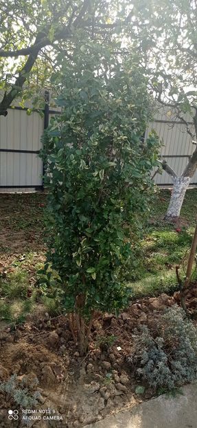  - 0-1 Ligustrum Ovalifolium Variegat Disponibil 2025