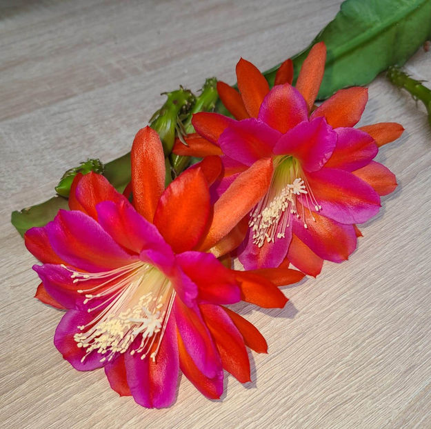 Epiphyllum hb Ein Tolles Ding - Epiphyllum hb Ein Tolles Ding