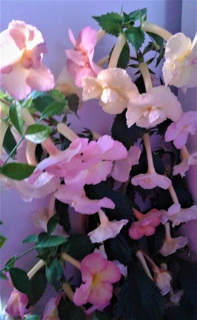  - 000015ACHIMENES