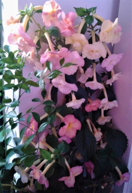  - 000015ACHIMENES