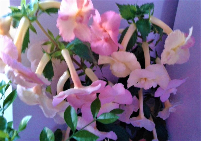  - 000015ACHIMENES