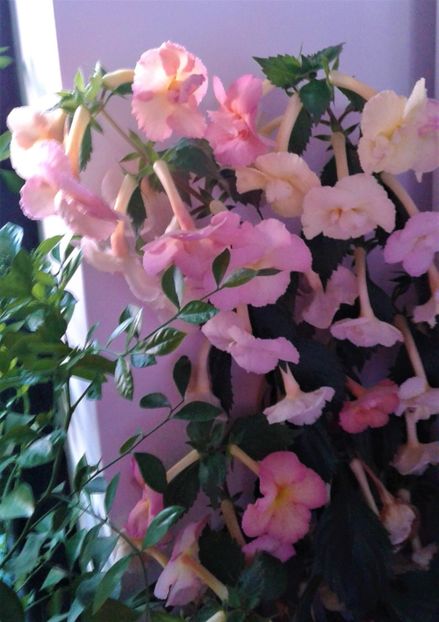  - 000015ACHIMENES