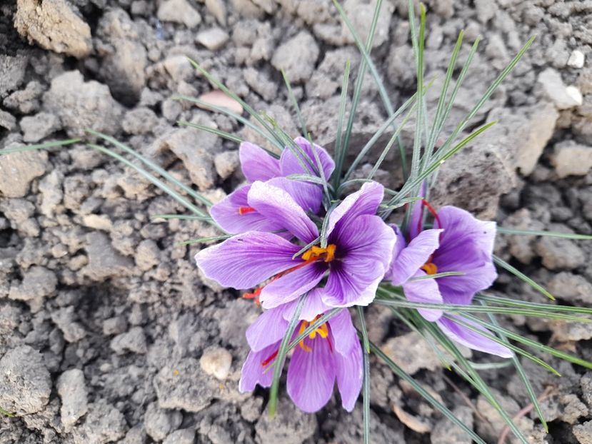  - 1 2024 Din nou cu natura impreuna !