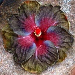 Tengs Black Phantom, poza preluata - Teng s black phantom