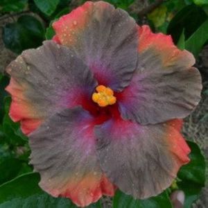 Moorea Juan Lucas, poza preluata - Teng s black phantom