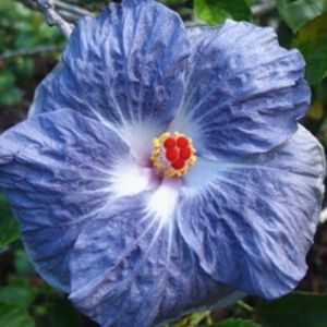 Moorea Dark Kiss, poza preluata - Teng s black phantom