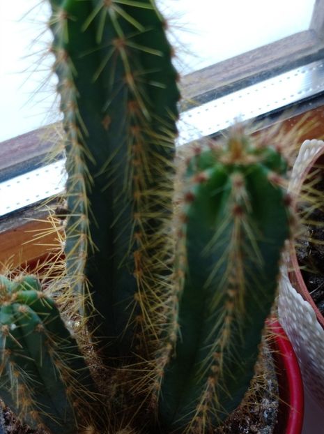  - suculente si cactusi