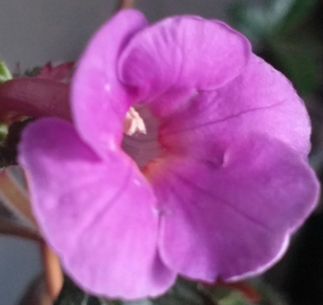 BriD's  Lizz - ACHIMENES - 2024