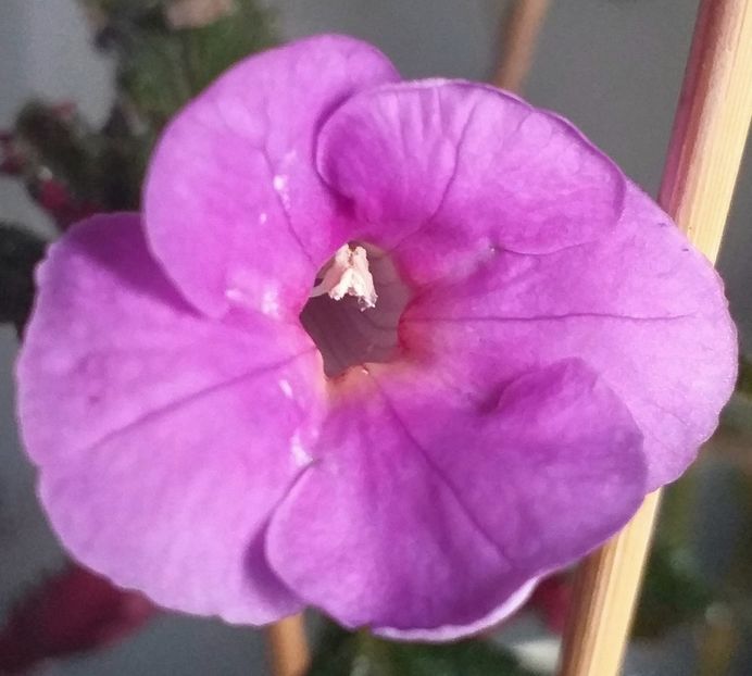 BriD's Lizz - ACHIMENES - 2024