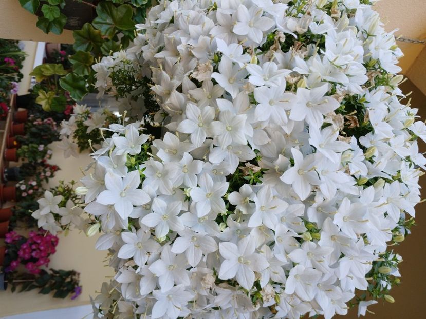 - Campanula